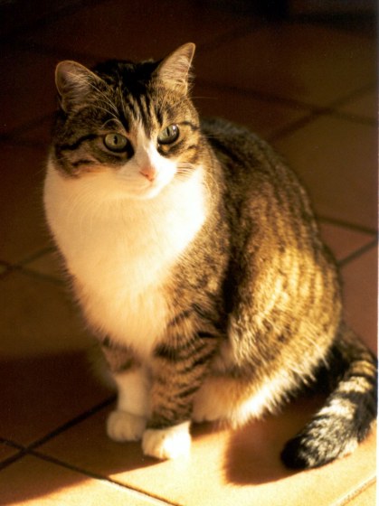 Questo sito e' dedicato alla nostra Pippy...